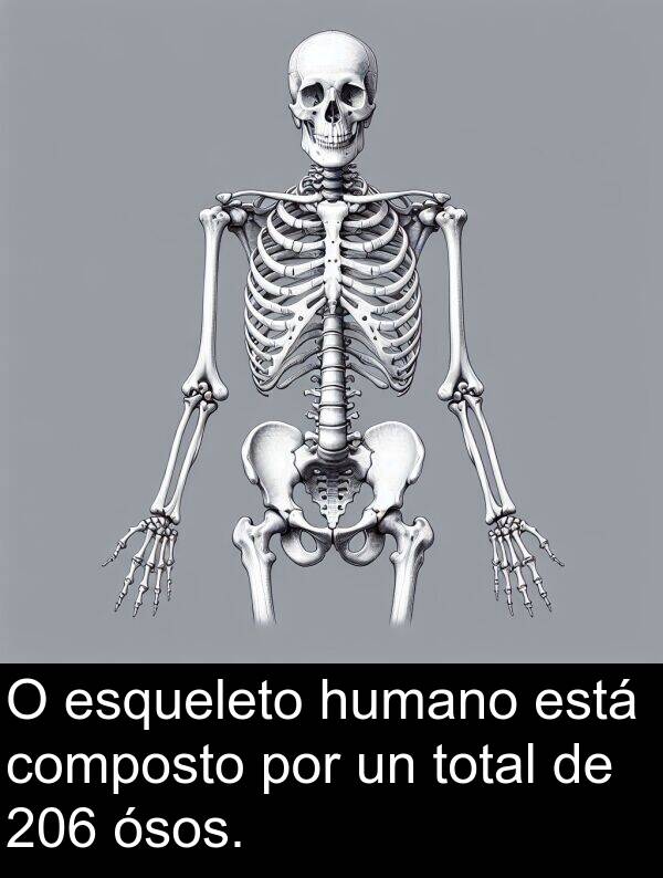 composto: O esqueleto humano está composto por un total de 206 ósos.