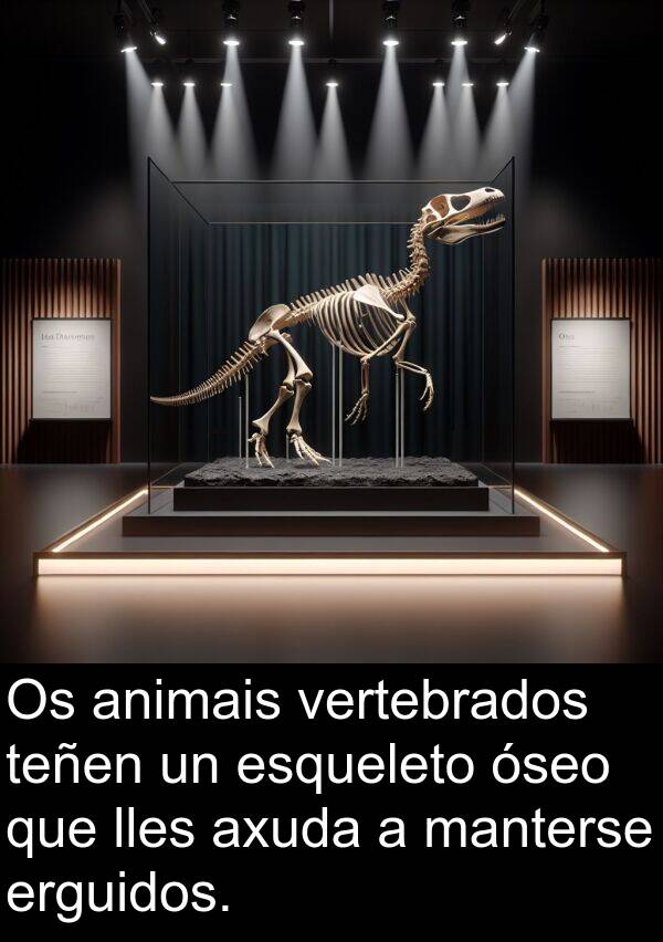 erguidos: Os animais vertebrados teñen un esqueleto óseo que lles axuda a manterse erguidos.