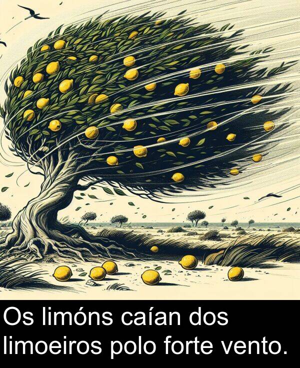 forte: Os limóns caían dos limoeiros polo forte vento.