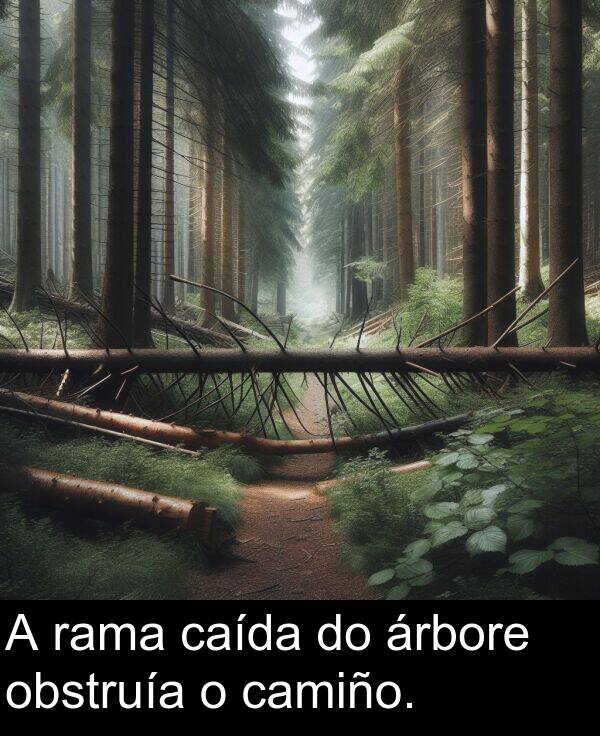 rama: A rama caída do árbore obstruía o camiño.