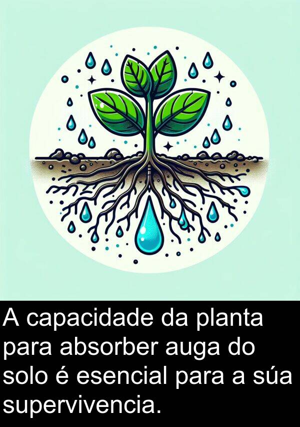 supervivencia: A capacidade da planta para absorber auga do solo é esencial para a súa supervivencia.
