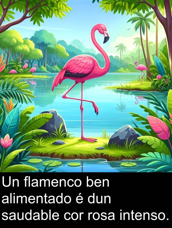 rosa: Un flamenco ben alimentado é dun saudable cor rosa intenso.