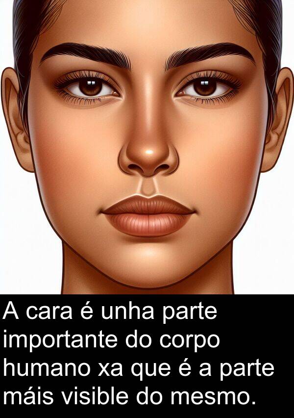 cara: A cara é unha parte importante do corpo humano xa que é a parte máis visible do mesmo.