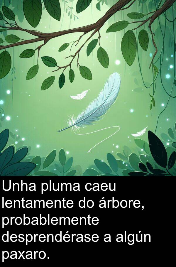 algún: Unha pluma caeu lentamente do árbore, probablemente desprendérase a algún paxaro.