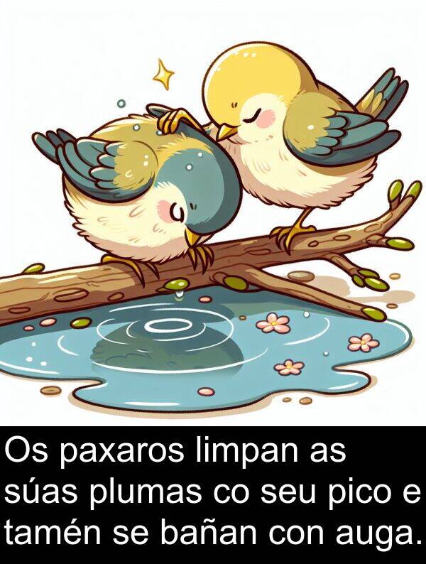 pico: Os paxaros limpan as súas plumas co seu pico e tamén se bañan con auga.