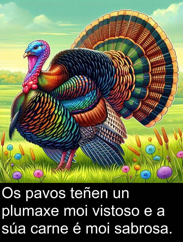 carne: Os pavos teñen un plumaxe moi vistoso e a súa carne é moi sabrosa.
