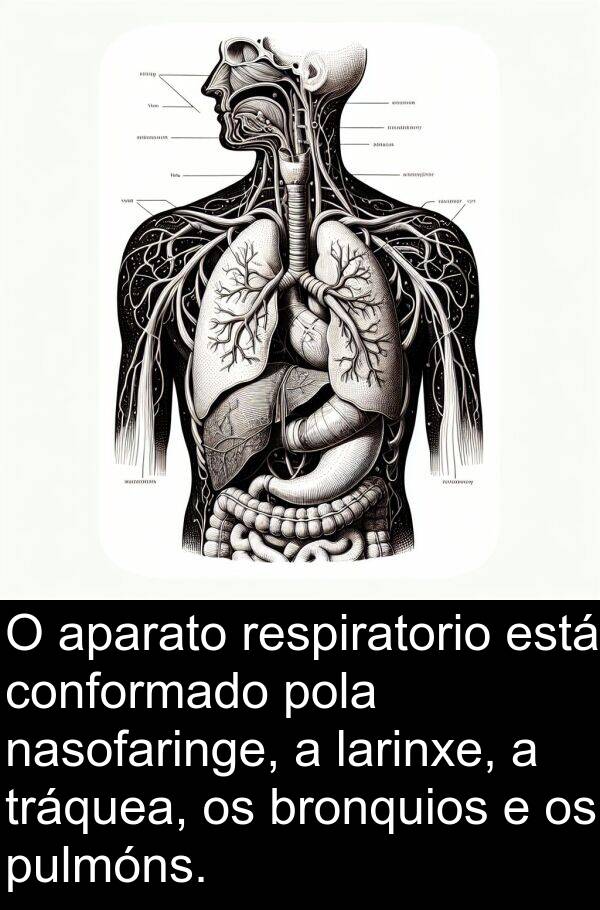 nasofaringe: O aparato respiratorio está conformado pola nasofaringe, a larinxe, a tráquea, os bronquios e os pulmóns.