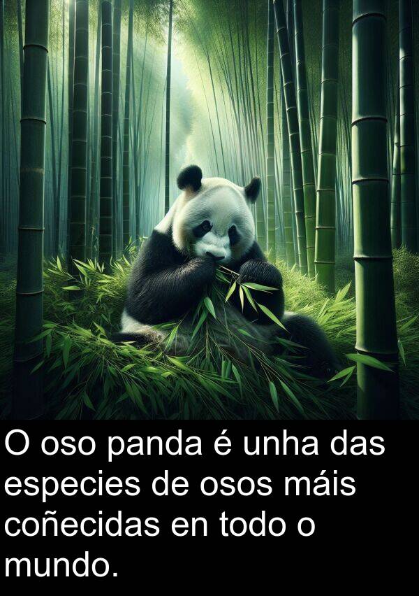 especies: O oso panda é unha das especies de osos máis coñecidas en todo o mundo.