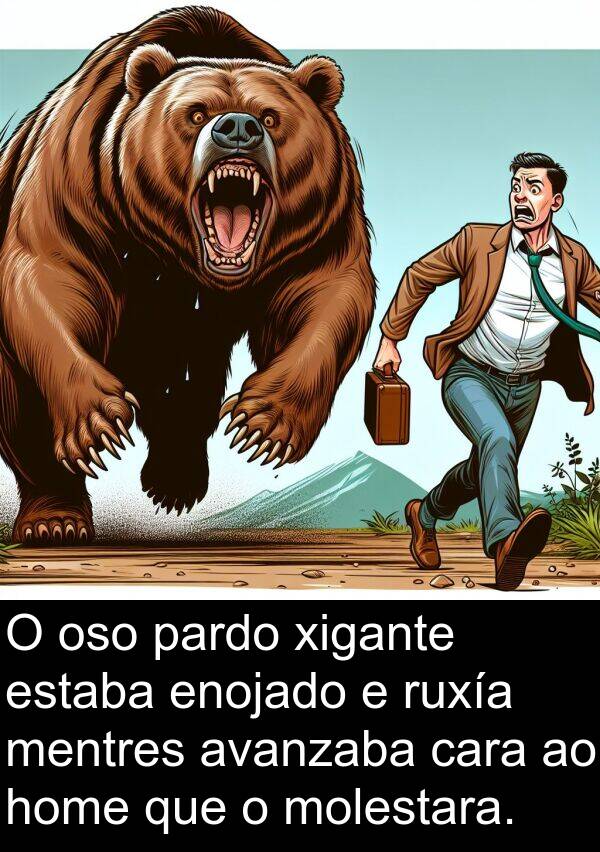 ruxía: O oso pardo xigante estaba enojado e ruxía mentres avanzaba cara ao home que o molestara.