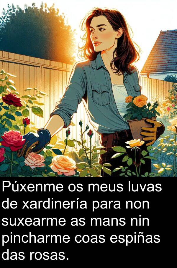 rosas: Púxenme os meus luvas de xardinería para non suxearme as mans nin pincharme coas espiñas das rosas.