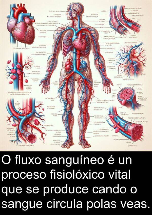 produce: O fluxo sanguíneo é un proceso fisiolóxico vital que se produce cando o sangue circula polas veas.