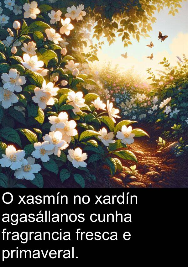 fresca: O xasmín no xardín agasállanos cunha fragrancia fresca e primaveral.