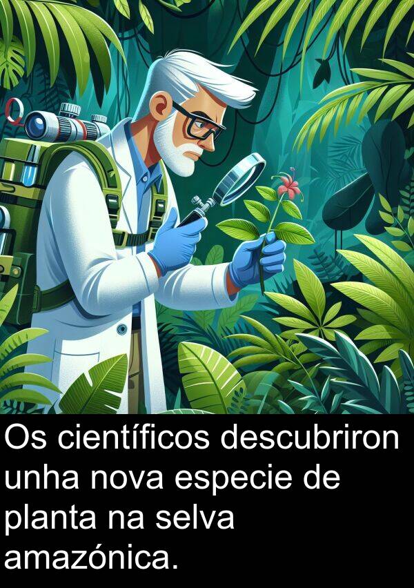 especie: Os científicos descubriron unha nova especie de planta na selva amazónica.