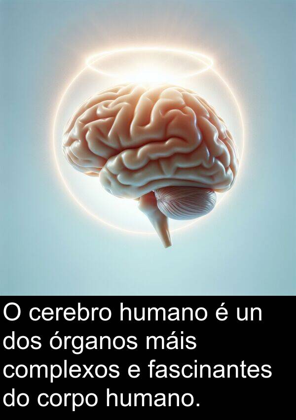 cerebro: O cerebro humano é un dos órganos máis complexos e fascinantes do corpo humano.