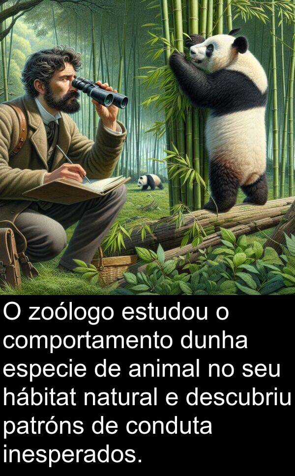 especie: O zoólogo estudou o comportamento dunha especie de animal no seu hábitat natural e descubriu patróns de conduta inesperados.