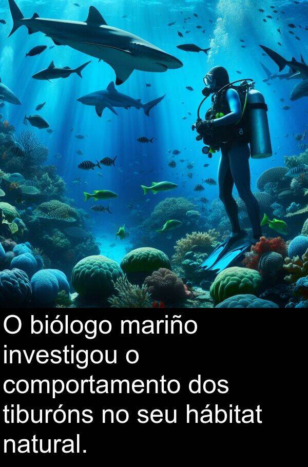 comportamento: O biólogo mariño investigou o comportamento dos tiburóns no seu hábitat natural.