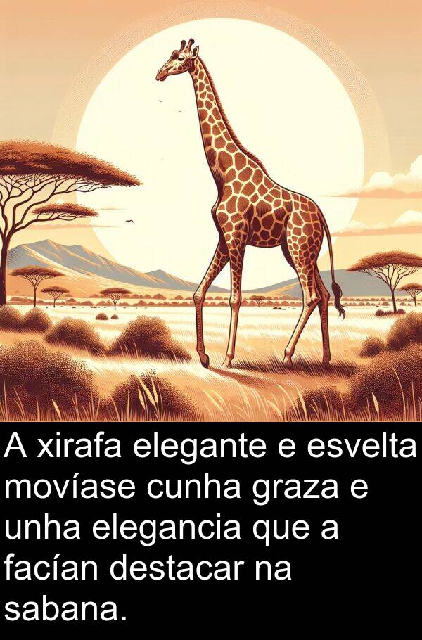 destacar: A xirafa elegante e esvelta movíase cunha graza e unha elegancia que a facían destacar na sabana.