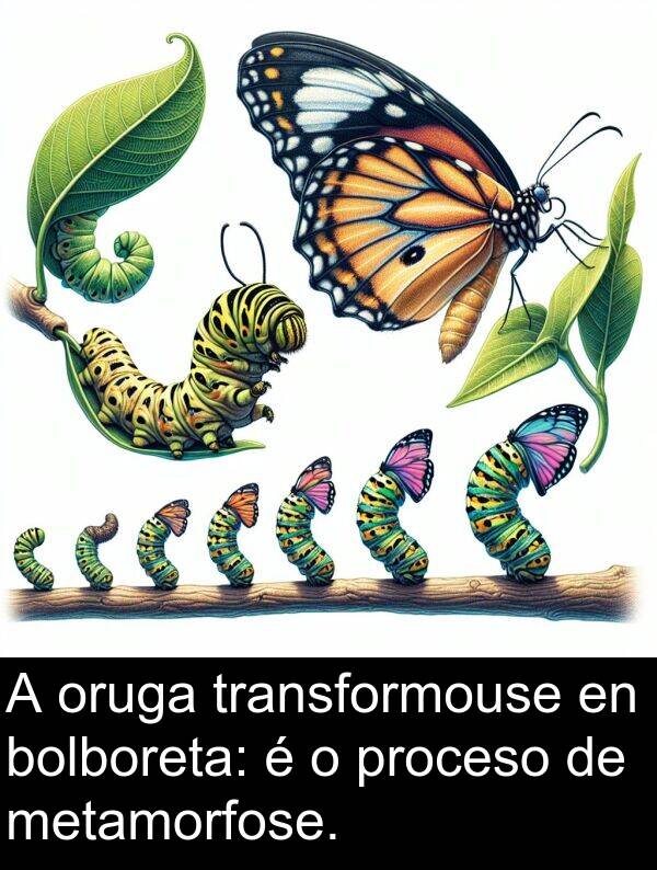 metamorfose: A oruga transformouse en bolboreta: é o proceso de metamorfose.