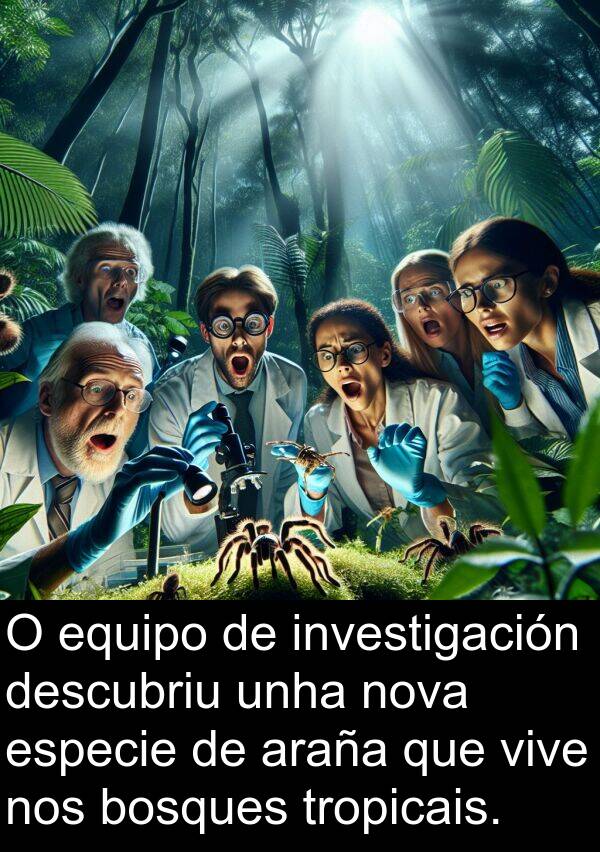 especie: O equipo de investigación descubriu unha nova especie de araña que vive nos bosques tropicais.