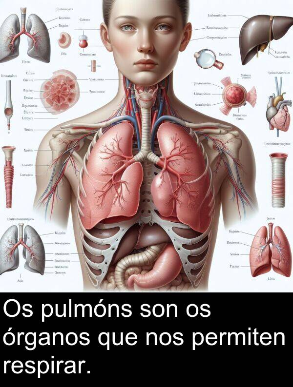 son: Os pulmóns son os órganos que nos permiten respirar.