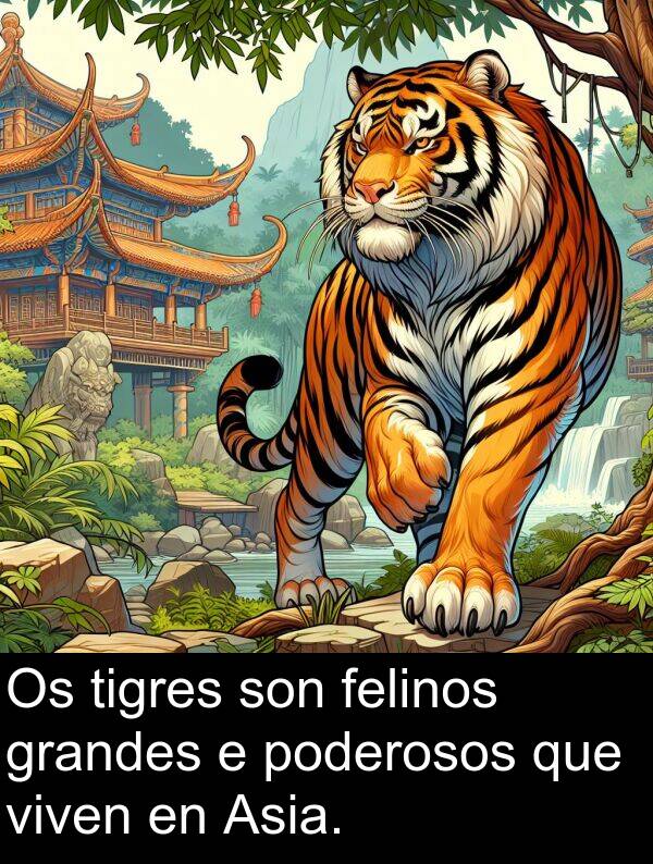 tigres: Os tigres son felinos grandes e poderosos que viven en Asia.