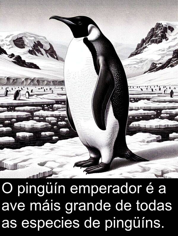 pingüíns: O pingüín emperador é a ave máis grande de todas as especies de pingüíns.