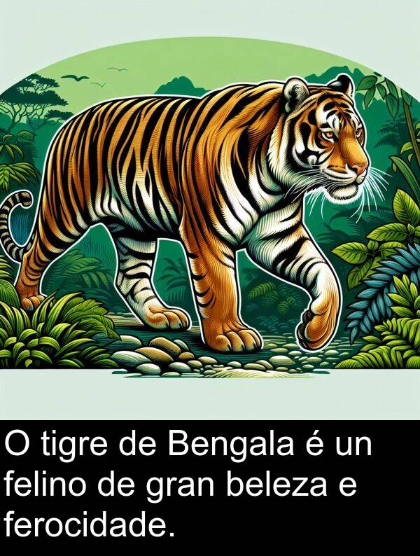 tigre: O tigre de Bengala é un felino de gran beleza e ferocidade.