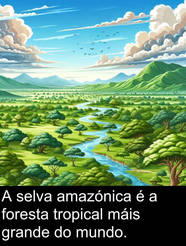 foresta: A selva amazónica é a foresta tropical máis grande do mundo.