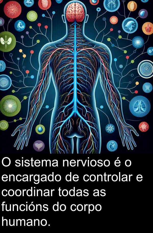 controlar: O sistema nervioso é o encargado de controlar e coordinar todas as funcións do corpo humano.