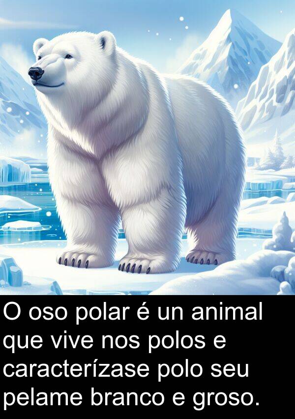 caracterízase: O oso polar é un animal que vive nos polos e caracterízase polo seu pelame branco e groso.