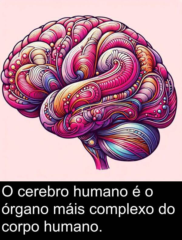 cerebro: O cerebro humano é o órgano máis complexo do corpo humano.