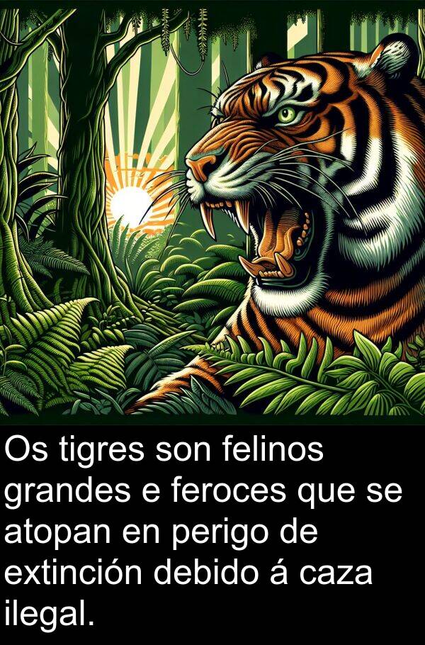 tigres: Os tigres son felinos grandes e feroces que se atopan en perigo de extinción debido á caza ilegal.