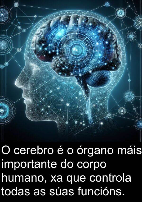 funcións: O cerebro é o órgano máis importante do corpo humano, xa que controla todas as súas funcións.