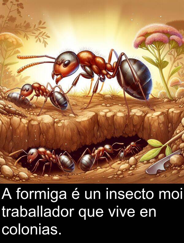 colonias: A formiga é un insecto moi traballador que vive en colonias.