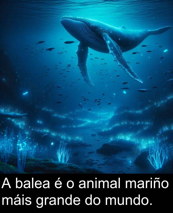 grande: A balea é o animal mariño máis grande do mundo.