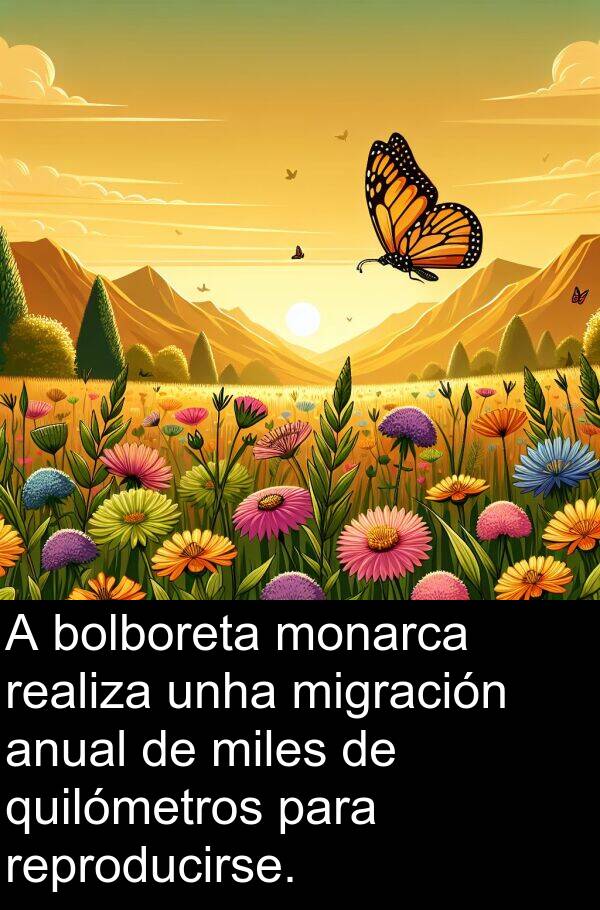 realiza: A bolboreta monarca realiza unha migración anual de miles de quilómetros para reproducirse.