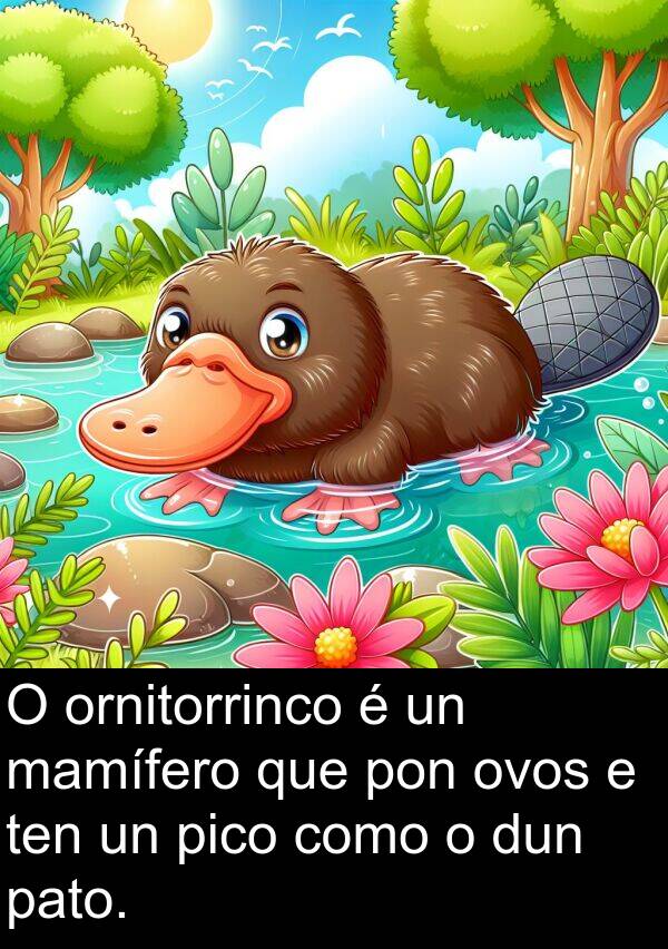 dun: O ornitorrinco é un mamífero que pon ovos e ten un pico como o dun pato.