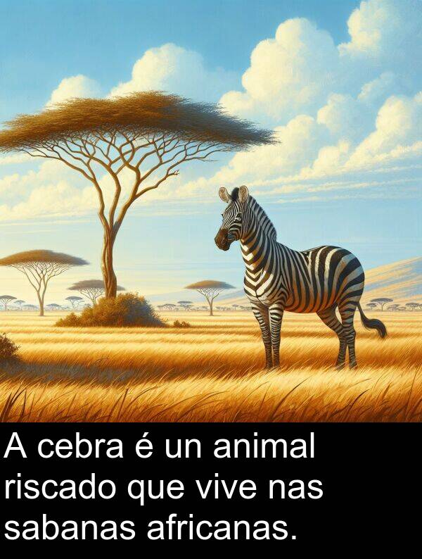 riscado: A cebra é un animal riscado que vive nas sabanas africanas.