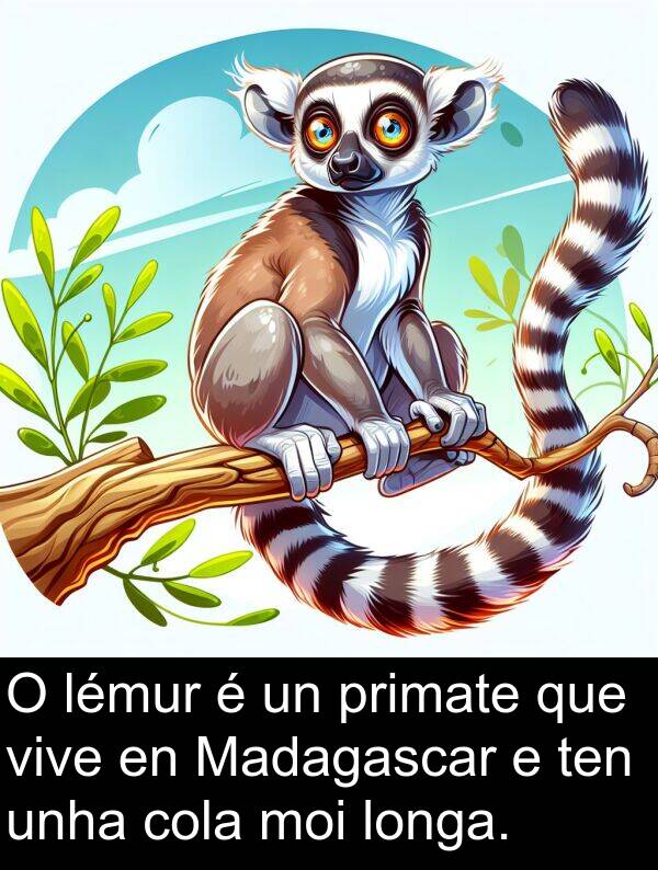 cola: O lémur é un primate que vive en Madagascar e ten unha cola moi longa.