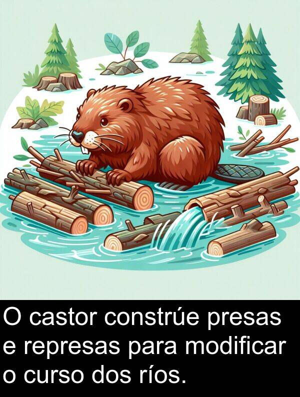 ríos: O castor constrúe presas e represas para modificar o curso dos ríos.