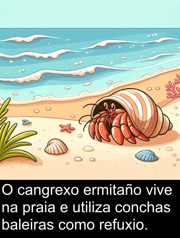 ermitaño: O cangrexo ermitaño vive na praia e utiliza conchas baleiras como refuxio.