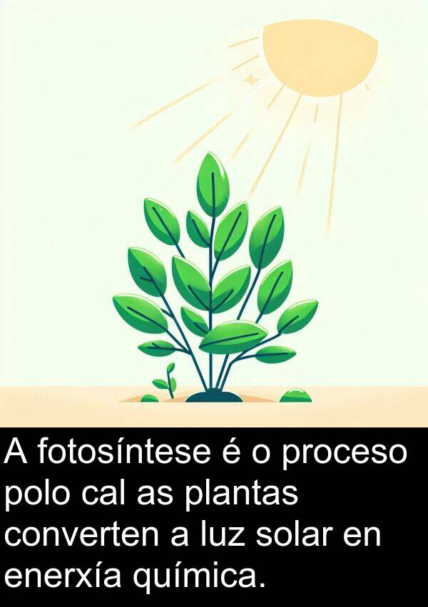 fotosíntese: A fotosíntese é o proceso polo cal as plantas converten a luz solar en enerxía química.