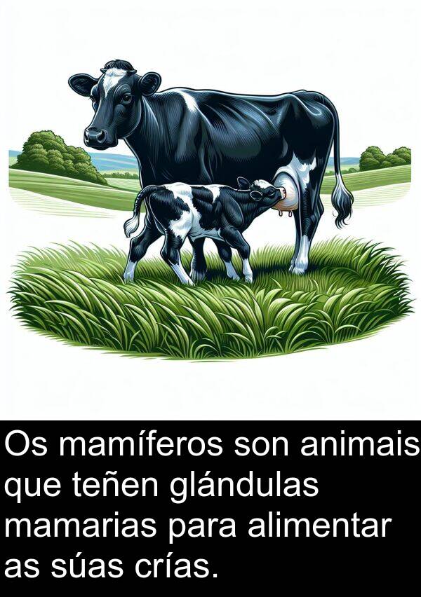 mamarias: Os mamíferos son animais que teñen glándulas mamarias para alimentar as súas crías.