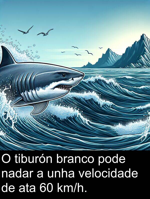 branco: O tiburón branco pode nadar a unha velocidade de ata 60 km/h.