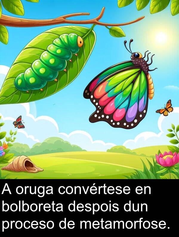 dun: A oruga convértese en bolboreta despois dun proceso de metamorfose.