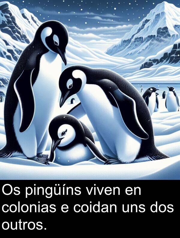 colonias: Os pingüíns viven en colonias e coidan uns dos outros.