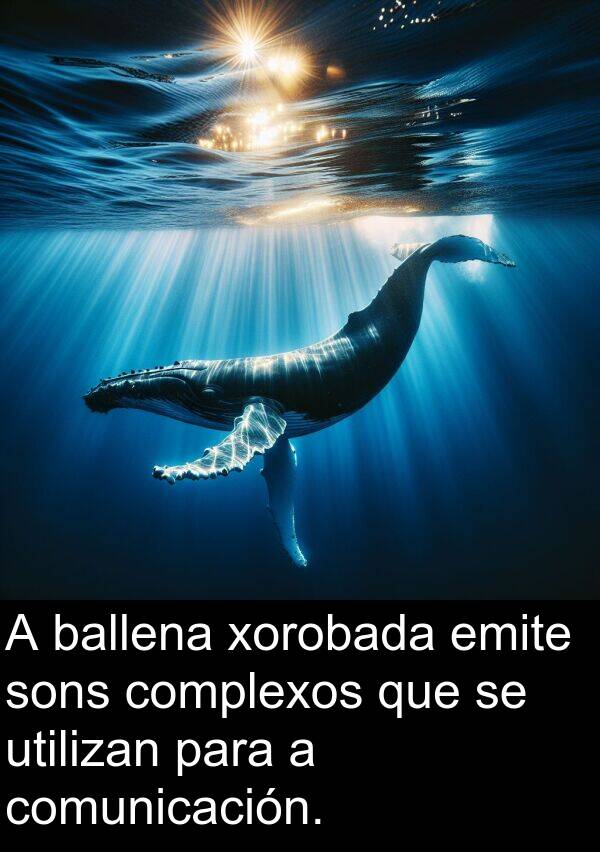 sons: A ballena xorobada emite sons complexos que se utilizan para a comunicación.