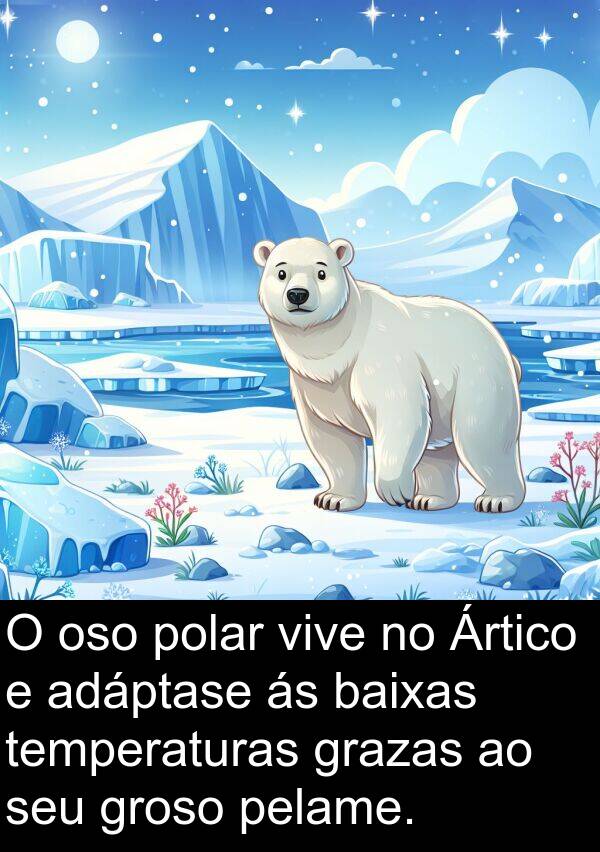 temperaturas: O oso polar vive no Ártico e adáptase ás baixas temperaturas grazas ao seu groso pelame.