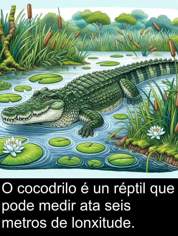 medir: O cocodrilo é un réptil que pode medir ata seis metros de lonxitude.