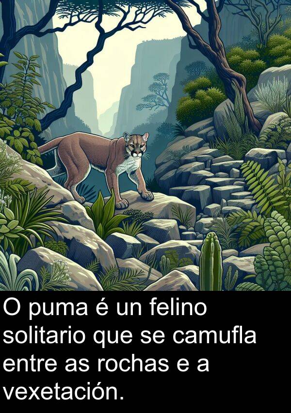 rochas: O puma é un felino solitario que se camufla entre as rochas e a vexetación.